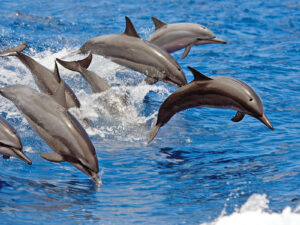 hawaiinautical-dolphintour-hero-3