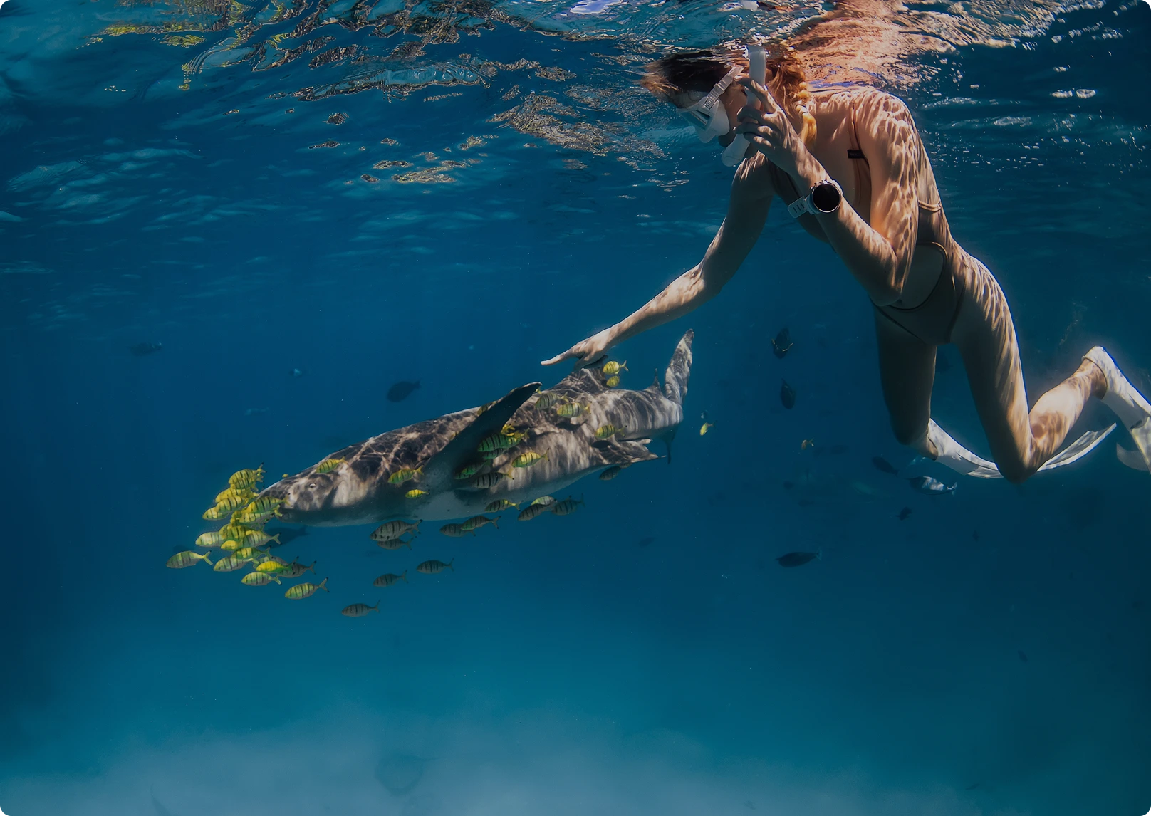 Turtle-Snorkel-Sail