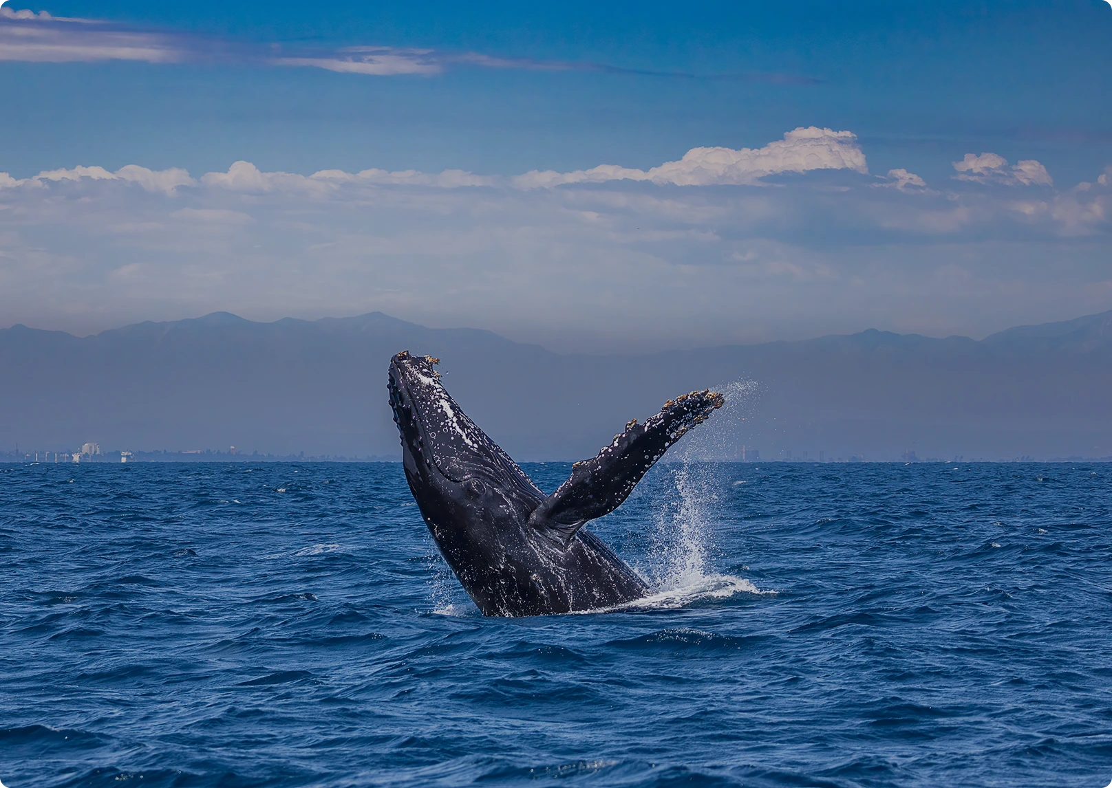 Kona Deluxe Whale Watch Sail