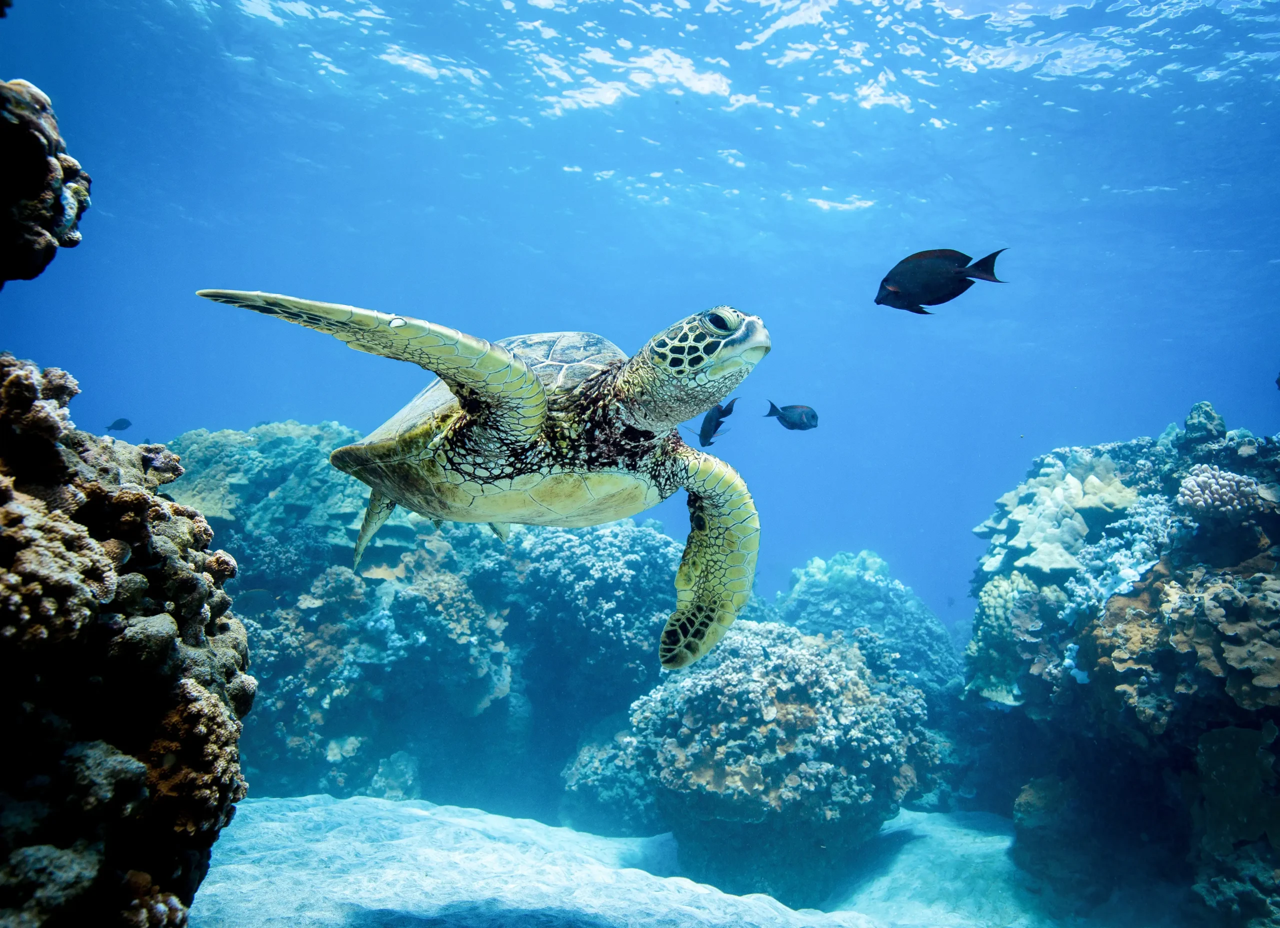 Turtle-Snorkel-Sail