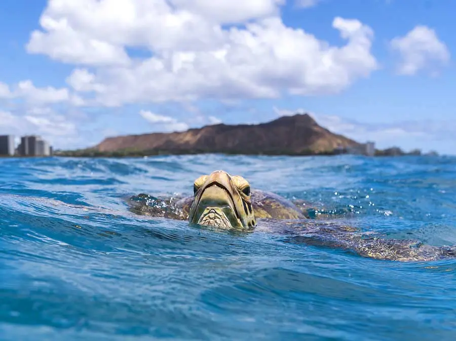 Turtle-Snorkel-Sail
