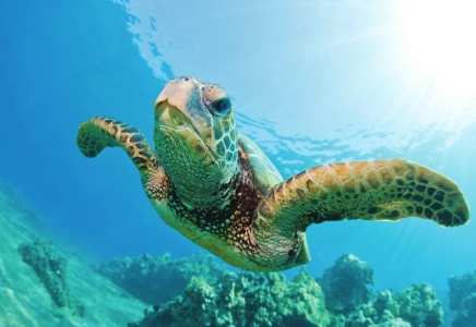 Waikiki-Turtle-Snorkel-Sail-With-Lunch