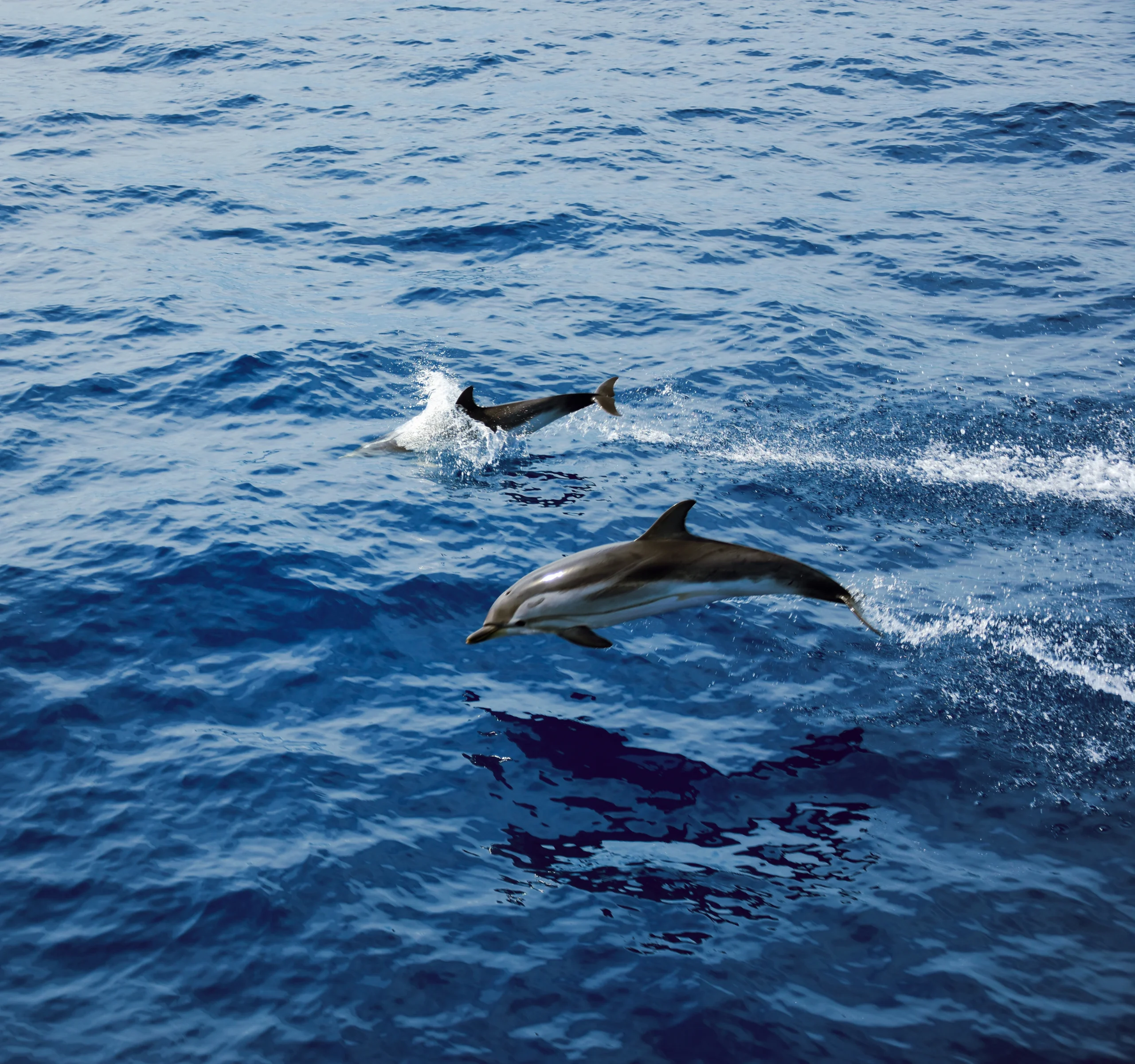 Swimming With Wild Dolphins Should Be Avoided
