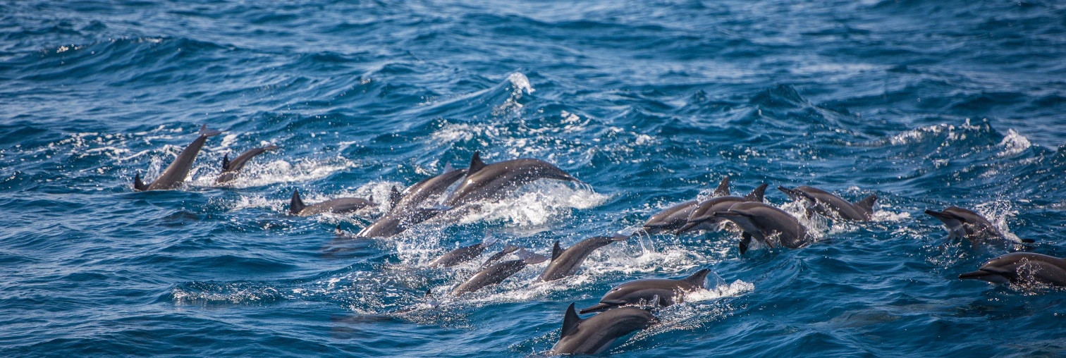 Dolphin Smart