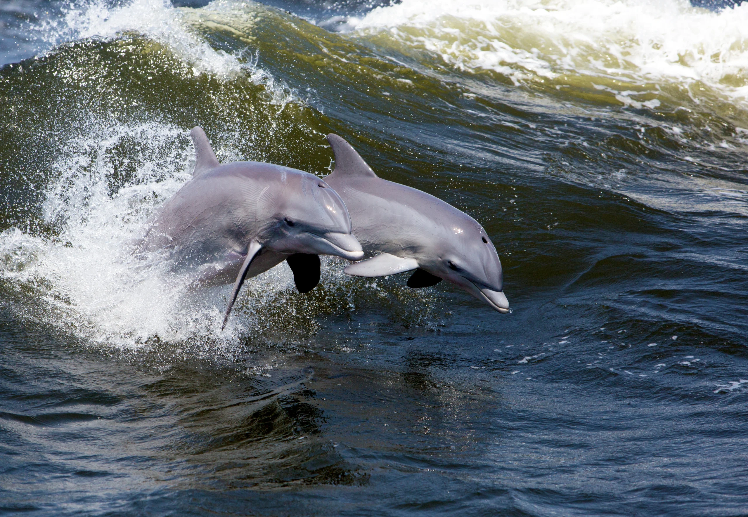 Dolphin SMART