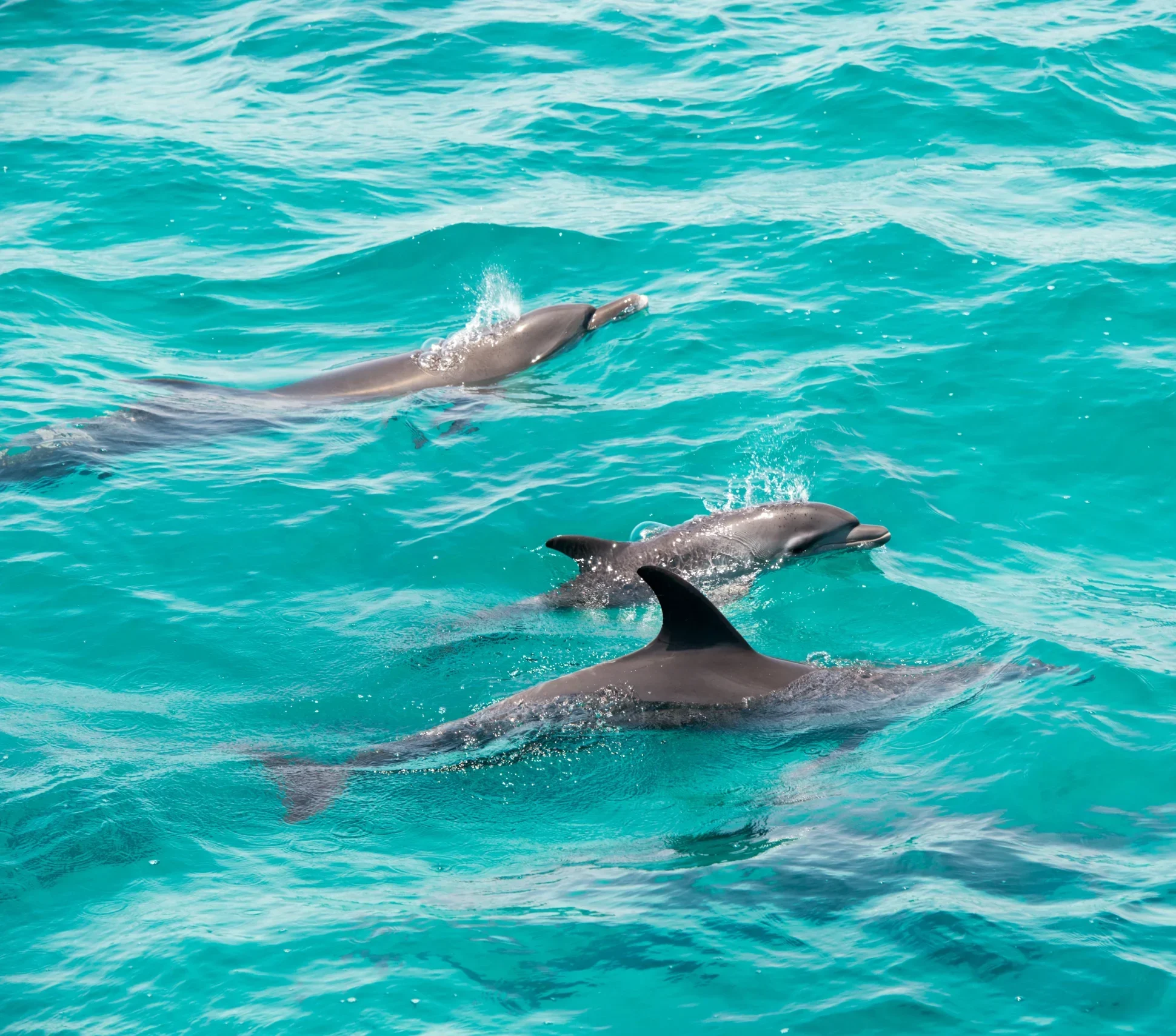 Hawaii Nautical Marine Life Foundation