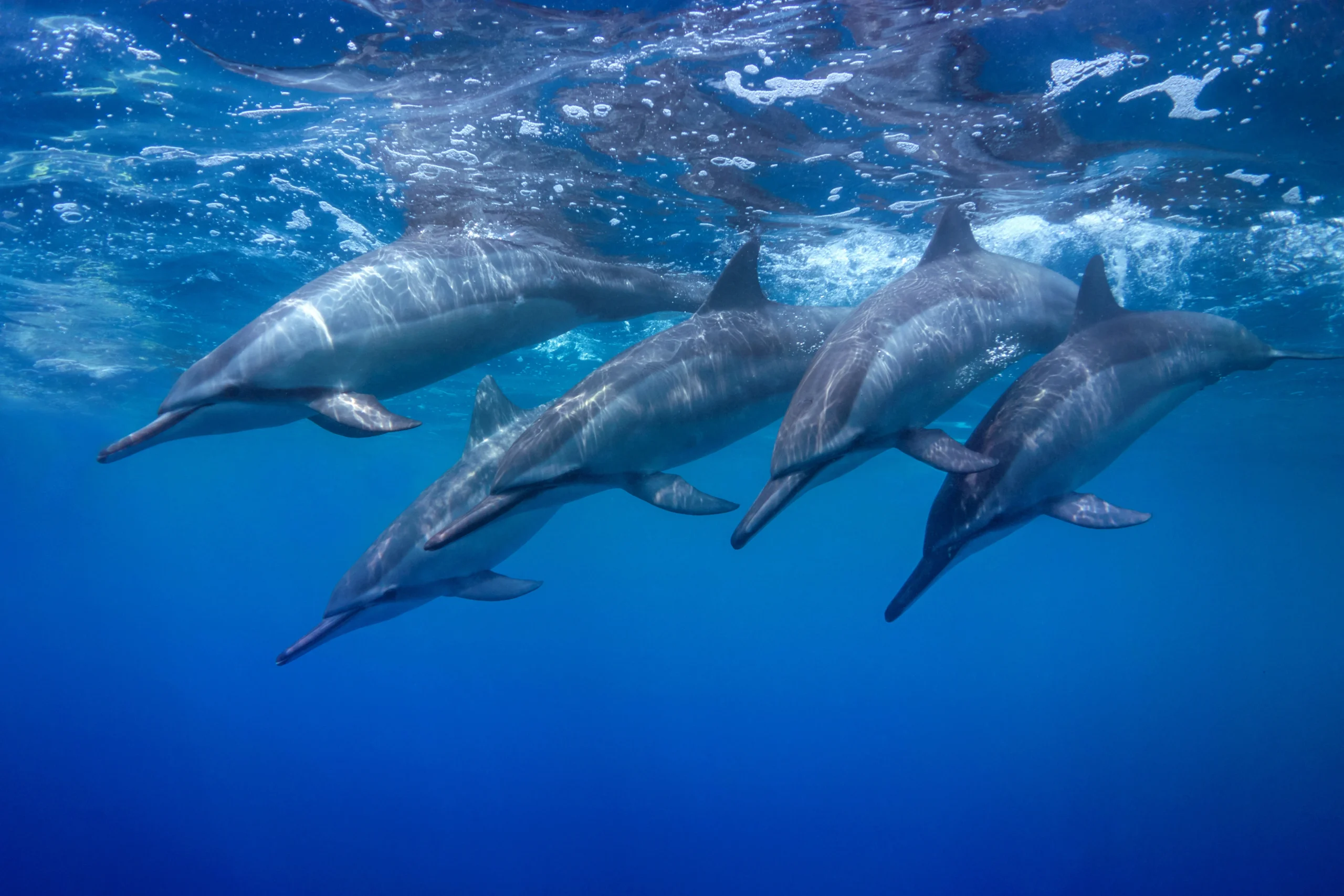 Report Wildlife Harassment