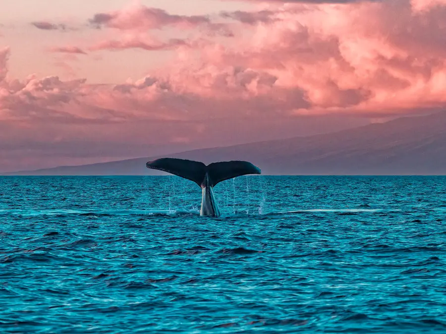 Maui Luxury Whale Watch