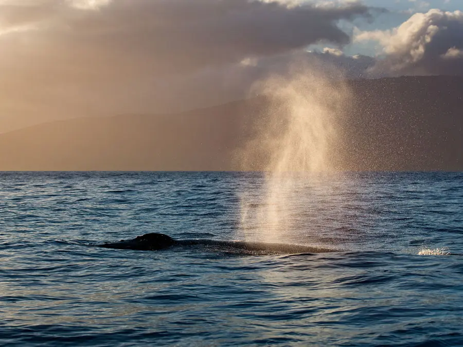 Maui Luxury Whale Watch